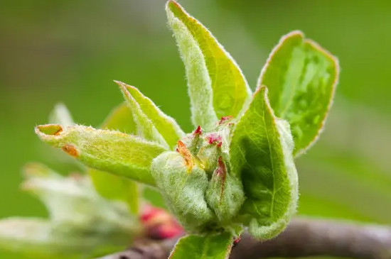 苹果树几月发芽 苹果树几月发芽