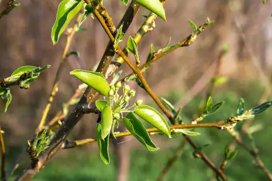 苹果树几月发芽 苹果树几月发芽