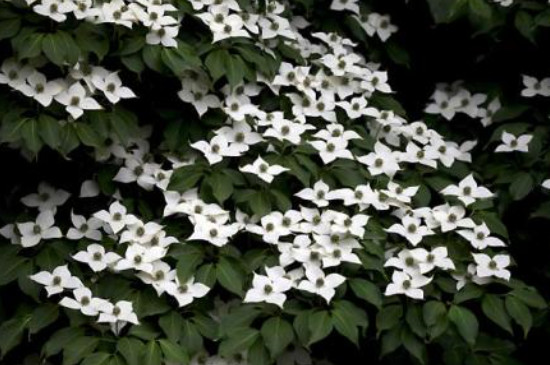 日本四照花与中国四照花区别 日本四照花与中国四照花区别