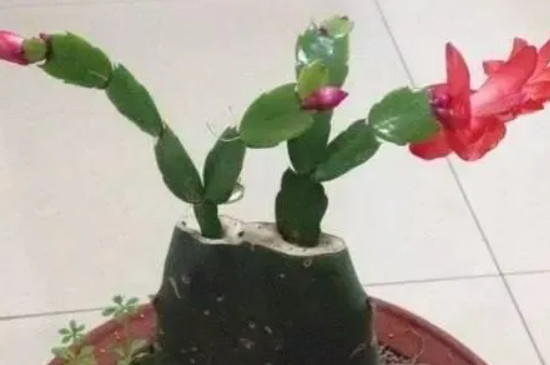 十二月份嫁接蟹爪兰能成活吗 十二月份嫁接蟹爪兰能成活吗