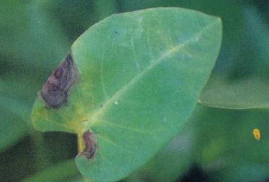蕹菜病虫害防治:根据病虫害发生特点,对症下药 蕹菜病虫害防治:根据病虫害发生特点,对症下药