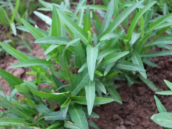 蕹菜病虫害防治:根据病虫害发生特点,对症下药 蕹菜病虫害防治:根据病虫害发生特点,对症下药