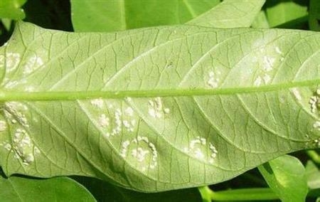 蕹菜病虫害防治:根据病虫害发生特点,对症下药 蕹菜病虫害防治:根据病虫害发生特点,对症下药