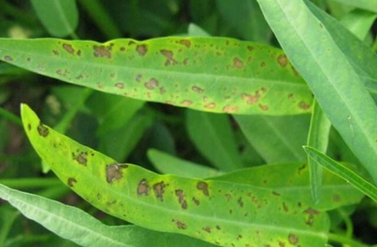 蕹菜病虫害防治:根据病虫害发生特点,对症下药 蕹菜病虫害防治:根据病虫害发生特点,对症下药