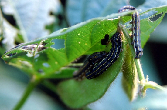 蕹菜病虫害防治:根据病虫害发生特点,对症下药 蕹菜病虫害防治:根据病虫害发生特点,对症下药