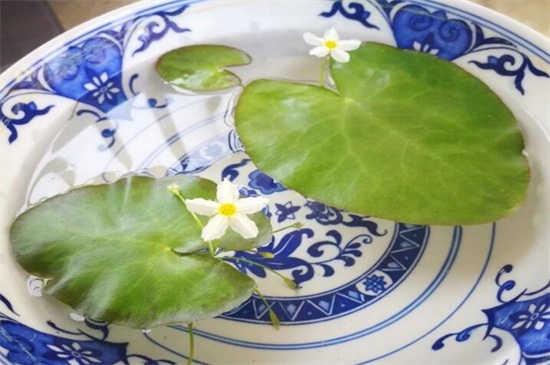 一叶莲花语 一叶莲花语