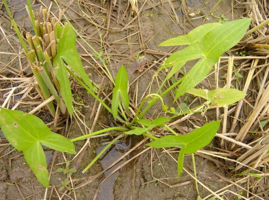 茨菰的营养价值:茨菰防癌抗癌作用大 茨菰的营养价值:茨菰防癌抗癌作用大