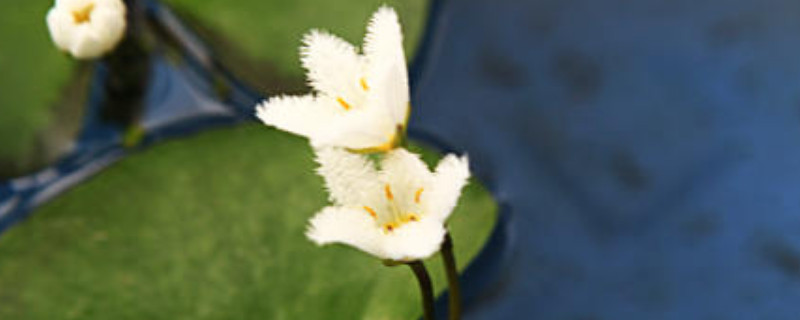 金银莲花的养殖不用土可以吗 金银莲花的养殖不用土可以吗