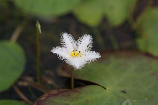 金银莲花的养殖不用土可以吗 金银莲花的养殖不用土可以吗