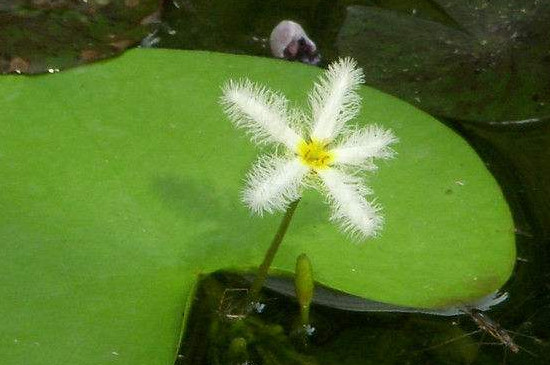 金银莲花的养殖不用土可以吗 金银莲花的养殖不用土可以吗