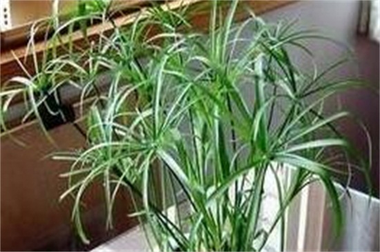 水竹烂根是什么原因,水肥不当或遭受病虫害 水竹烂根是什么原因,水肥不当或遭受病虫害