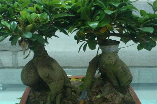 人参榕盆景如何修剪 人参榕盆景如何修剪