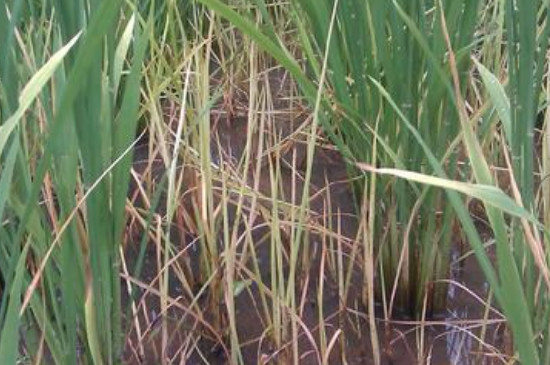 野荸荠用什么药打 野荸荠用什么药打