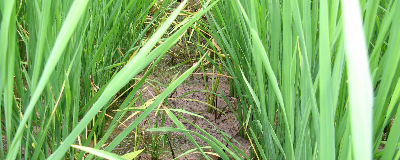 野荸荠用什么药打 野荸荠用什么药打