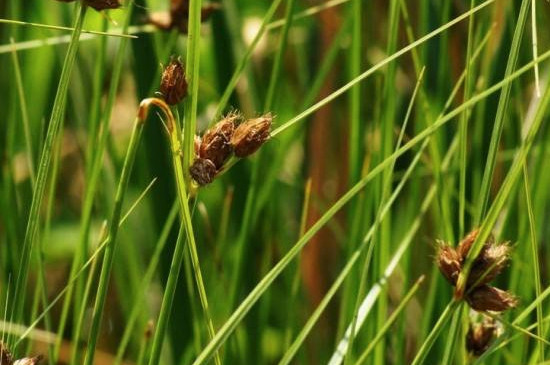 野荸荠用什么药打 野荸荠用什么药打
