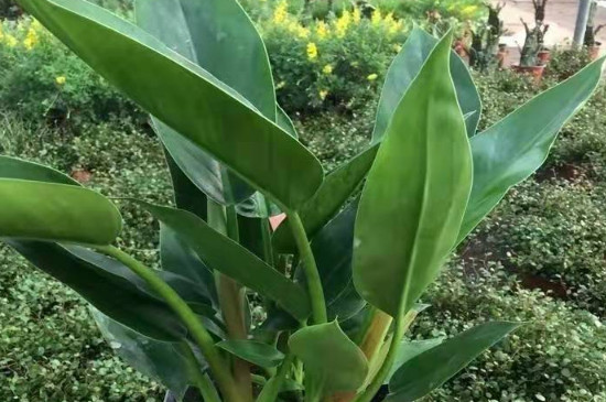 大叶金钻的作用和功效 大叶金钻的作用和功效
