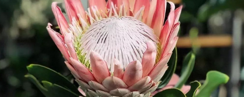 菩提花的寓意 菩提花的寓意
