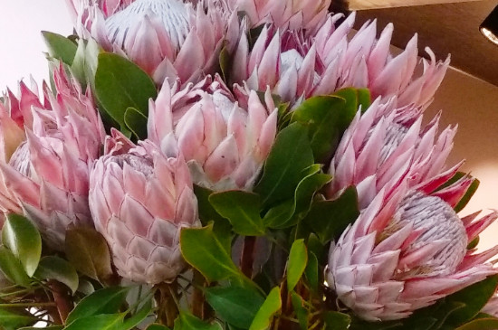 菩提花的寓意 菩提花的寓意