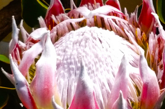菩提花的寓意 菩提花的寓意