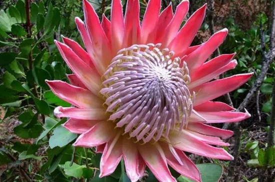 菩提花的寓意 菩提花的寓意