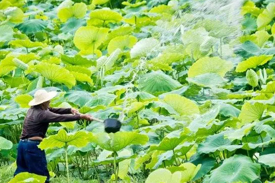 荷花几月开花 荷花几月开花