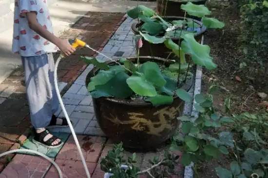 荷花几月开花 荷花几月开花