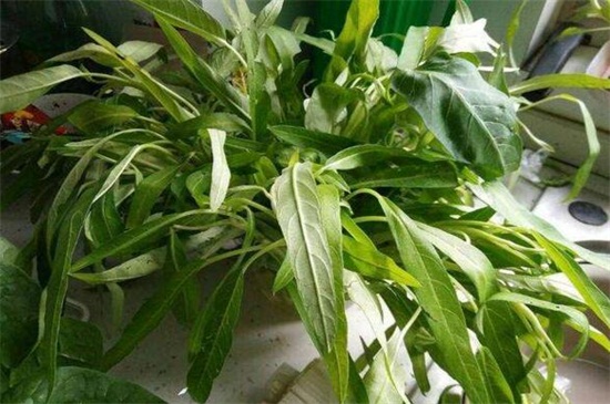 空心菜的阳台种植技巧,春季播种浇水采收管理 空心菜的阳台种植技巧,春季播种浇水采收管理