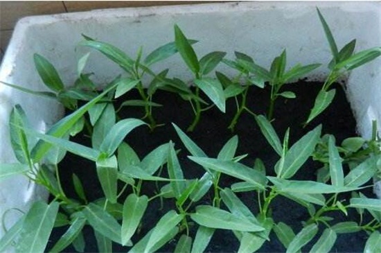 空心菜的阳台种植技巧,春季播种浇水采收管理 空心菜的阳台种植技巧,春季播种浇水采收管理