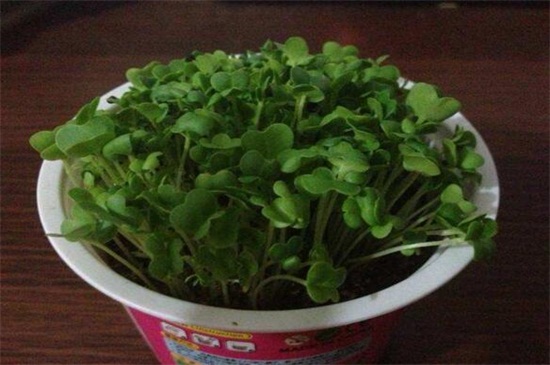 空心菜的阳台种植技巧,春季播种浇水采收管理 空心菜的阳台种植技巧,春季播种浇水采收管理