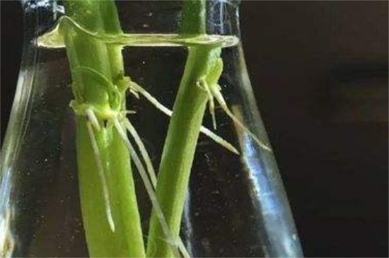 水养葱的正确方法 水养葱的正确方法