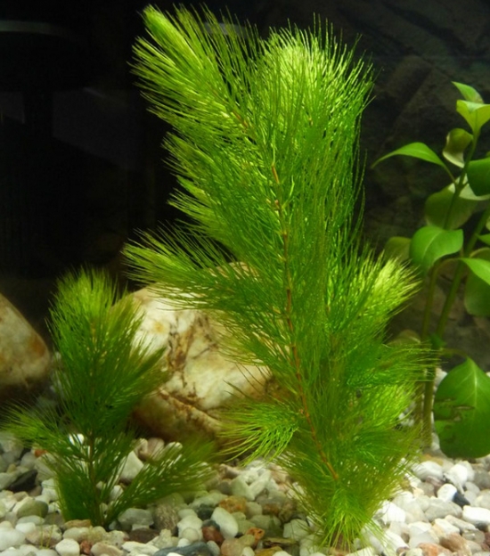 金鱼藻是什么植物:是一种沉水性多年生水草 金鱼藻是什么植物:是一种沉水性多年生水草