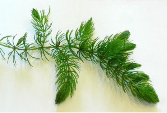 金鱼藻是什么植物:是一种沉水性多年生水草 金鱼藻是什么植物:是一种沉水性多年生水草