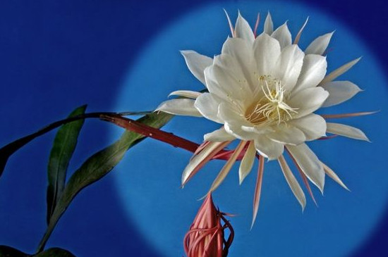 昙花一年能开几次最多能开几次 昙花一年能开几次最多能开几次