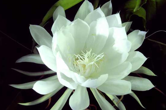 昙花一年能开几次最多能开几次 昙花一年能开几次最多能开几次