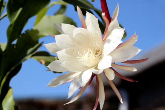 昙花一年能开几次最多能开几次 昙花一年能开几次最多能开几次
