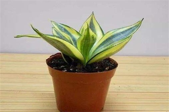 银脉虎尾兰怎么养,5个步骤使其健壮 银脉虎尾兰怎么养,5个步骤使其健壮
