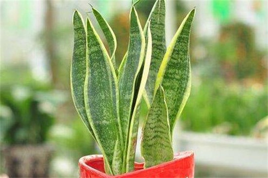 银脉虎尾兰怎么养,5个步骤使其健壮 银脉虎尾兰怎么养,5个步骤使其健壮