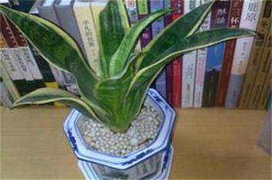 银脉虎尾兰怎么养,5个步骤使其健壮 银脉虎尾兰怎么养,5个步骤使其健壮