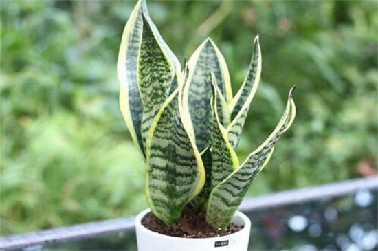 银脉虎尾兰怎么养,5个步骤使其健壮 银脉虎尾兰怎么养,5个步骤使其健壮