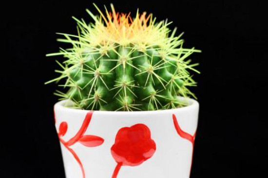 仙人球侧芽怎样生根 仙人球侧芽怎样生根