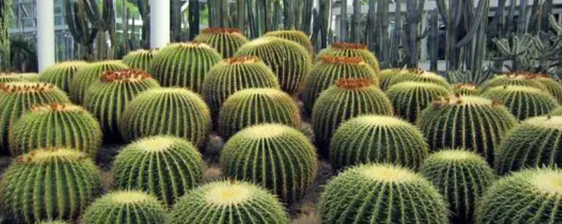 仙人球侧芽怎样生根 仙人球侧芽怎样生根