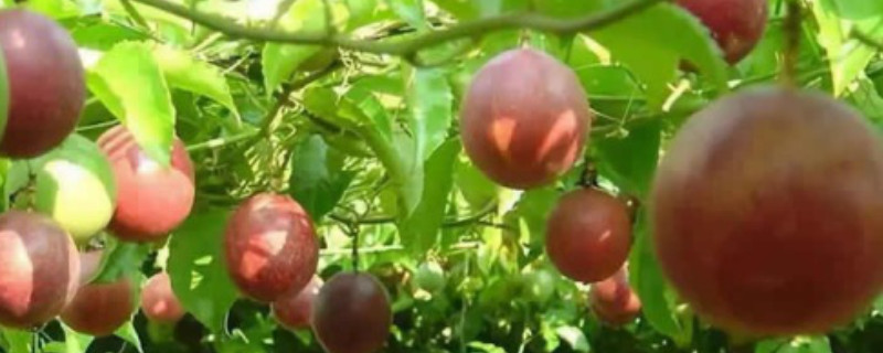 百香果籽的播种方法 百香果籽的播种方法