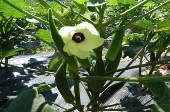 秋葵适合东北种植吗,控温25~28℃即可种植 秋葵适合东北种植吗,控温25~28℃即可种植
