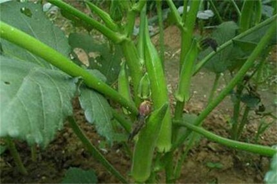 秋葵适合东北种植吗,控温25~28℃即可种植 秋葵适合东北种植吗,控温25~28℃即可种植