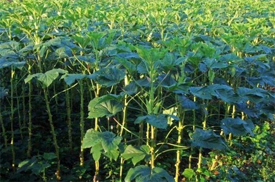 秋葵适合东北种植吗,控温25~28℃即可种植 秋葵适合东北种植吗,控温25~28℃即可种植