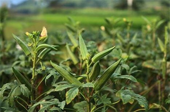 秋葵适合东北种植吗,控温25~28℃即可种植 秋葵适合东北种植吗,控温25~28℃即可种植