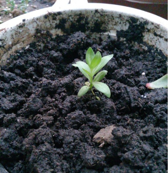 洋桔梗如何种植:播种要根据品种的不同而提前两个月移植 洋桔梗如何种植:播种要根据品种的不同而提前两个月移植
