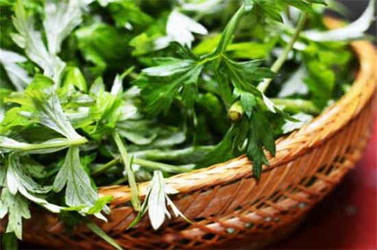 艾草作用是什么,驱蚊/绿化/抗菌/驱寒 艾草作用是什么,驱蚊/绿化/抗菌/驱寒