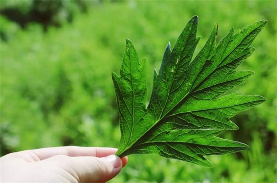 艾草作用是什么,驱蚊/绿化/抗菌/驱寒 艾草作用是什么,驱蚊/绿化/抗菌/驱寒