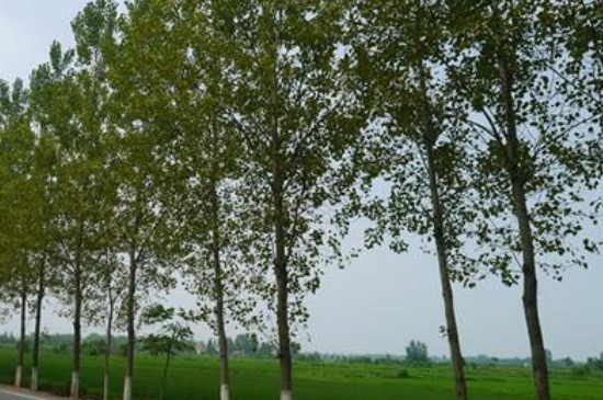 栽杨树苗怎么栽成活率高 栽杨树苗怎么栽成活率高